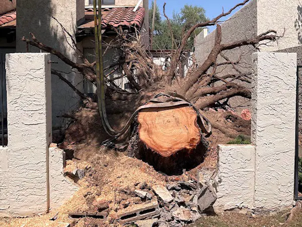 Emergency Tree Services