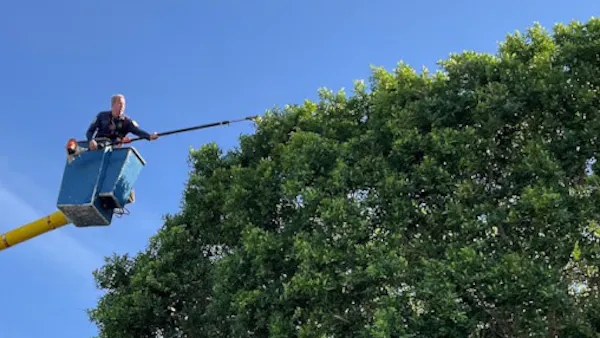 Artistic Trimming & Pruning