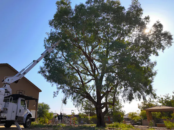 Eucalyptus Specialists