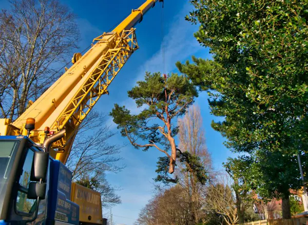Tree Removal